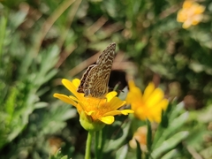 Leptotes trigemmatus