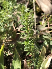 Asperula conferta