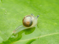 Helicarion perfragilis