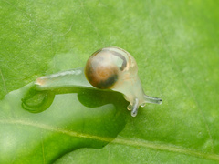 Helicarion perfragilis