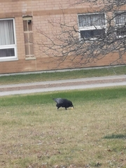 Corvus corax