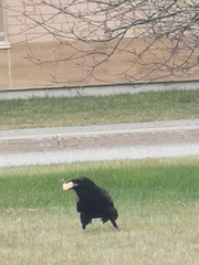 Corvus corax