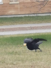 Corvus corax