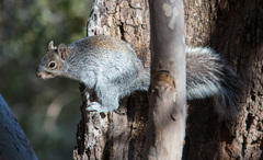 Sciurus arizonensis