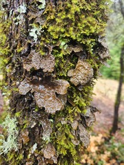 Lobaria anomala