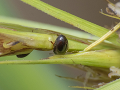 Phalacridae