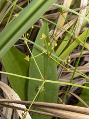 Alisma lanceolatum