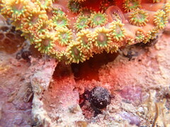 Duncanopsammia peltata