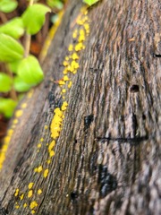 Dacrymyces capitatus