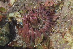 Anthopleura michaelseni