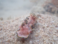 Glossodoris