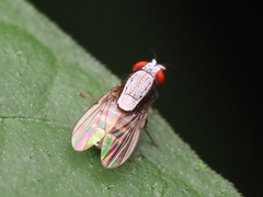 Homoneura discoglauca