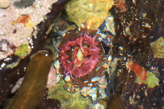 Anthopleura michaelseni