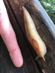 Triboniophorus graeffei