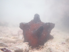 Coriocella nigra