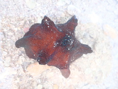 Coriocella nigra