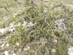 Condalia mexicana