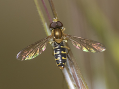 Toxomerus vertebratus