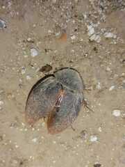 Homoeogamia mexicana