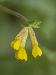 Ornithopus compressus