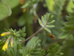 Ornithopus compressus