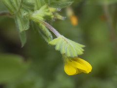 Ornithopus compressus