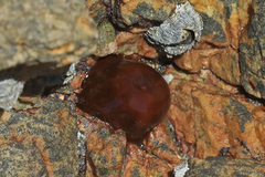 Actinia ebhayiensis