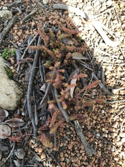 Crassula sieberiana