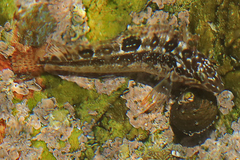 Clinus superciliosus