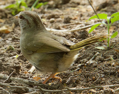 Arremonops rufivirgatus