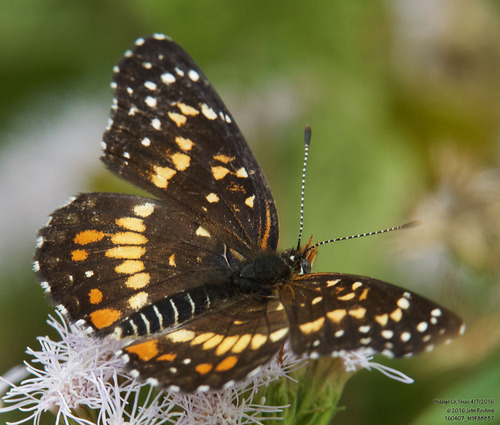 Banded Patch