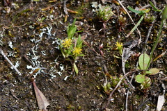 Triptilodiscus pygmaeus