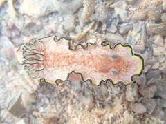 Glossodoris