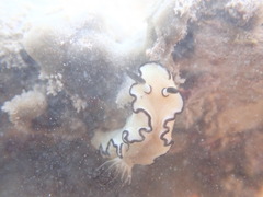 Doriprismatica atromarginata