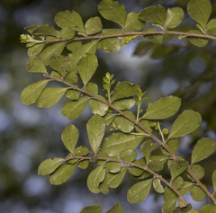 Azara microphylla