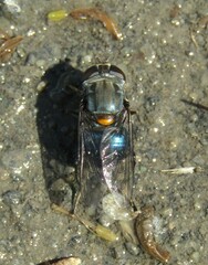 Helophilus hochstetteri