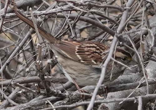 White-throated Sparrow photographed in Nebraska