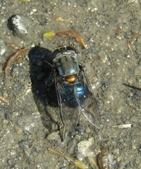 Helophilus hochstetteri