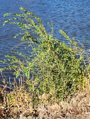 Magnoliopsida