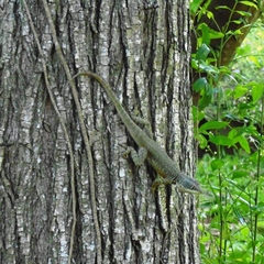 Tropidurus catalanensis