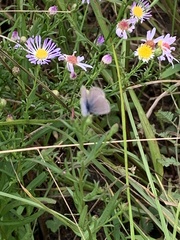 Echinargus isola