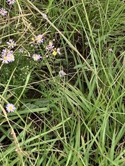 Echinargus isola