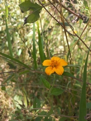 Sclerocarpus divaricatus