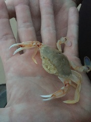 Ovalipes australiensis