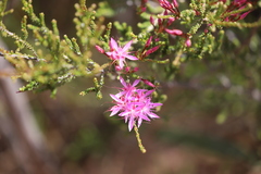 Calytrix microcoma
