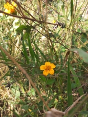 Sclerocarpus divaricatus