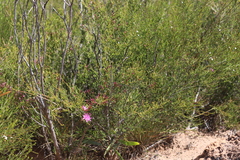 Calytrix microcoma