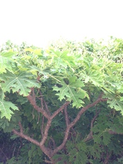 Cnidoscolus megacanthus