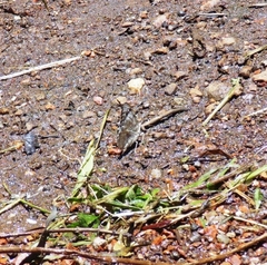 Ascia monuste orseis