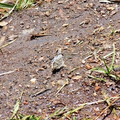 Ascia monuste orseis